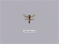 藏品(變側異腹胡蜂)的圖片